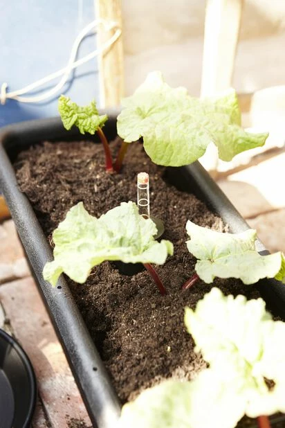 Selvvanningskasse Epoque - Lengde 100 Cm, Svart 2 Selvvanningskasse Epoque - Lengde 100 Cm, Svart - Bilde 2