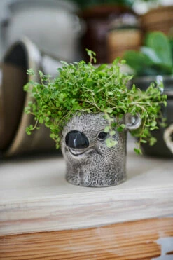 Potteplante Salgsbutikk -Potteplante Salgsbutikk 220607 Pots8073