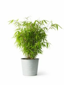 Potte Crewe - Ø26 Cm, Grå -Potteplante Salgsbutikk 2273559 4017891259819