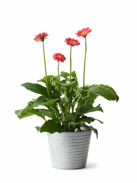 Potte Crewe - Ø20 Cm, Grå 3 Potte Crewe - Ø20 Cm, Grå - Bilde 3