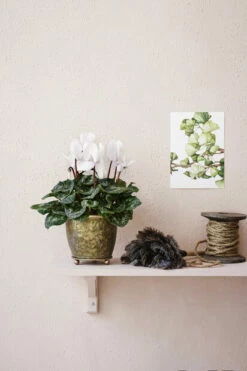 Potte Jessie - Ø14 Cm, Grå 5 Potte Jessie - Ø14 Cm, Grå -Potteplante Salgsbutikk 2279001 7315800978323 7058782367388 Miljo Staende