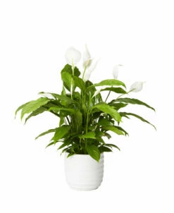 Potte Lucas - Ø20 Cm, Hvit -Potteplante Salgsbutikk 2334748 70587823347482