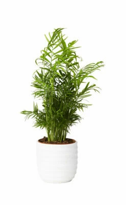 Potte Lucas - Ø20 Cm, Hvit -Potteplante Salgsbutikk 2334748 70587823347483