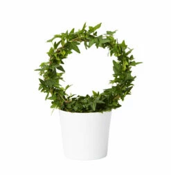 Potte Harmoni - Ø12 Cm, Hvit -Potteplante Salgsbutikk 2334861 70587823348613