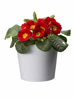 Potte Harmoni - Ø12 Cm, Hvit -Potteplante Salgsbutikk 2334861 70587823348614