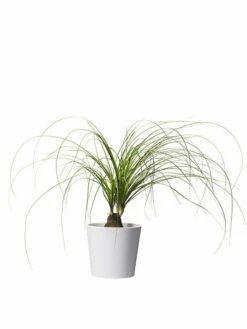 Potte Harmoni - Ø12 Cm, Hvit -Potteplante Salgsbutikk 2334861 70587823348615