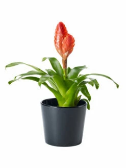 Potte Harmoni - Ø14 Cm, Svart -Potteplante Salgsbutikk 2334885 70587823348853