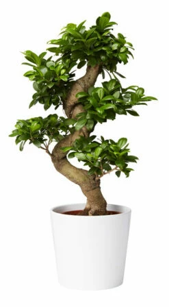 Potte Harmoni - Ø19 Cm, Hvit -Potteplante Salgsbutikk 2334915 70587823349152