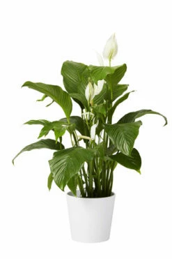 Potte Harmoni - Ø29 Cm, Hvit -Potteplante Salgsbutikk 2334984 70587823349843