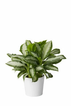 Potte Harmoni - Ø29 Cm, Hvit -Potteplante Salgsbutikk 2334984 70587823349844