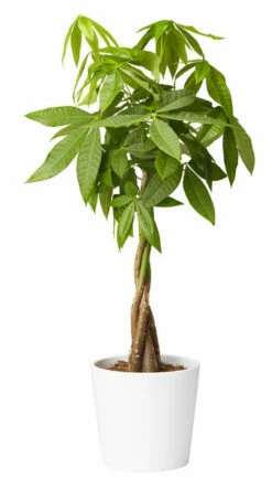 Potte Harmoni - Ø31 Cm, Hvit -Potteplante Salgsbutikk 2338180 70587823381802