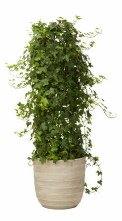 Potteplante Salgsbutikk -Potteplante Salgsbutikk 2338197 70587823381971