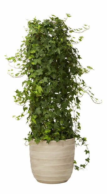 Potte Lucas - Ø31 Cm, Grå 2 Potte Lucas - Ø31 Cm, Grå - Bilde 2