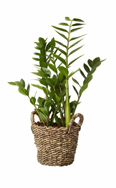 Potte Kenny - Ø22 Cm, Brun 2 Potte Kenny - Ø22 Cm, Brun - Bilde 2