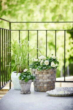 Kurv I Tre - Ø26 Cm, Grå 6 Kurv I Tre - Ø26 Cm, Grå -Potteplante Salgsbutikk 2340855 7058782360044 Dahlia balcony grass wooden basket kelly 170613