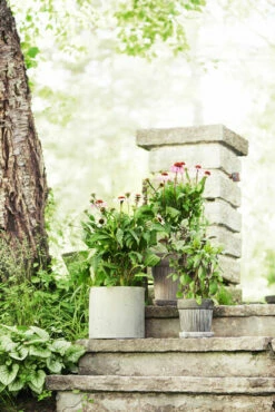 Potte Kelly Med Fat - Ø30 Cm, Grå 6 Potte Kelly Med Fat - Ø30 Cm, Grå -Potteplante Salgsbutikk 2340886 Entrence 4017891309460 echinacea basilicum pots