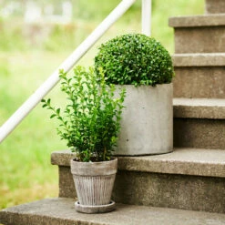 Potte Kelly Med Fat - Ø23 Cm, Grå 7 Potte Kelly Med Fat - Ø23 Cm, Grå -Potteplante Salgsbutikk 2340886 Entrence pots buxus1