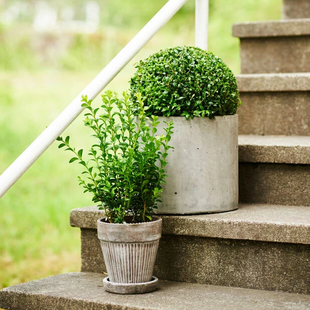 Potte Kelly Med Fat - Ø23 Cm, Grå 4 Potte Kelly Med Fat - Ø23 Cm, Grå - Bilde 4