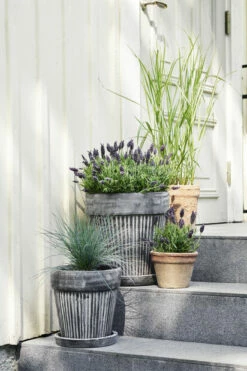 Potte Kelly Med Fat - Ø30 Cm, Grå 7 Potte Kelly Med Fat - Ø30 Cm, Grå -Potteplante Salgsbutikk 2340909 160524 Plantagen EntreBalkong2161