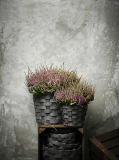 Kurv I Tre - Ø26 Cm, Grå 7 Kurv I Tre - Ø26 Cm, Grå -Potteplante Salgsbutikk 2344723 150814 Plantagen LJUNG 1