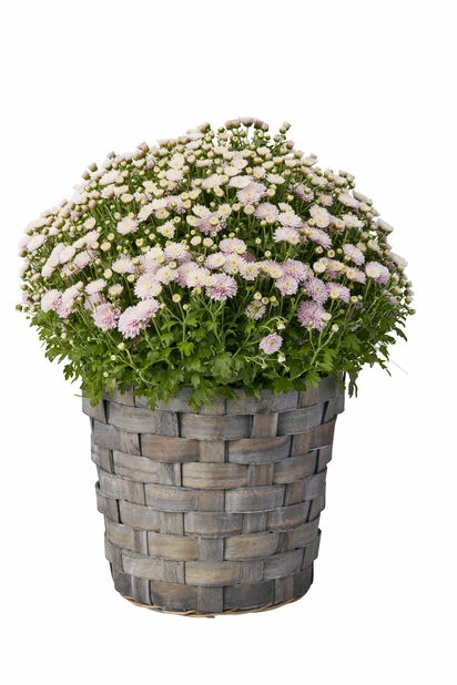 Kurv I Tre - Ø31 Cm, Grå 2 Kurv I Tre - Ø31 Cm, Grå - Bilde 2