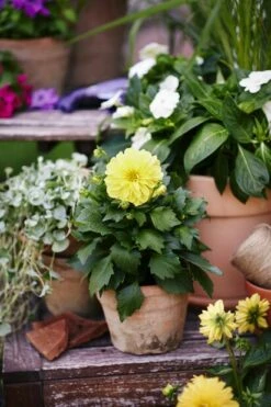 Potte Vintage - Ø16 Cm, Terrakotta -Potteplante Salgsbutikk 2345188 7058782345188 3