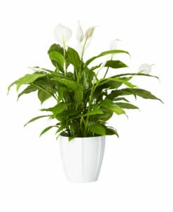 Potte Justin - Ø19 Cm, Hvit 5 Potte Justin - Ø19 Cm, Hvit -Potteplante Salgsbutikk 2345553 70587823455532