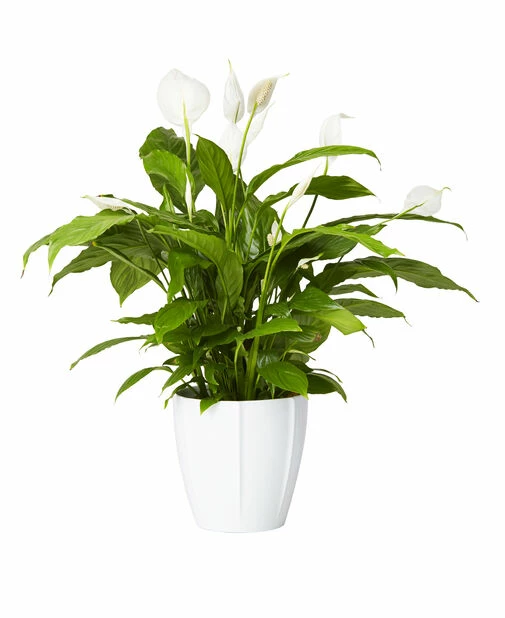 Potte Justin - Ø19 Cm, Hvit 3 Potte Justin - Ø19 Cm, Hvit - Bilde 3