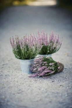 Potte Jane - Ø10 Cm, Grå -Potteplante Salgsbutikk 2350199 4035133295129 7058782350199 Miljo