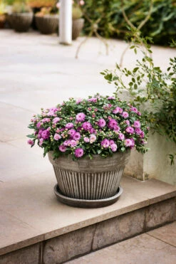 Potteplante Salgsbutikk -Potteplante Salgsbutikk 2352650 160805 PLANTAGEN ALTAN 25612