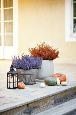 Planteskål Kelly Med Fat - Ø38 Cm, Grå -Potteplante Salgsbutikk 2352650 401126101048220Coloured20Caluna20202017