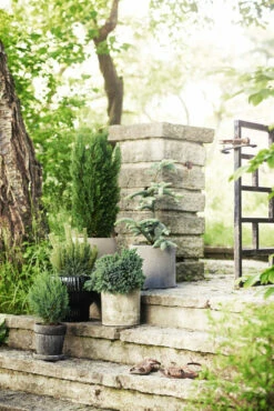 Fat Joel - Ø30 Cm, Grå -Potteplante Salgsbutikk 2354258 Entrence conifers pots