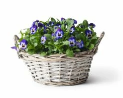 Kurv Edith - Ø21 Cm, Grå 5 Kurv Edith - Ø21 Cm, Grå -Potteplante Salgsbutikk 2367494 7058020008899