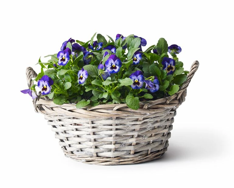 Kurv Edith - Ø21 Cm, Grå 3 Kurv Edith - Ø21 Cm, Grå - Bilde 3