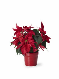 Potte Lena - Ø14 Cm, Rød -Potteplante Salgsbutikk 2391505 7058782391505 3