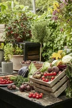 Potte Roy - Ø15 Cm, Grå -Potteplante Salgsbutikk 2401167 GYO Allotment harvest veg herbs