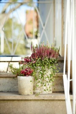 Potte Clay - Ø17,5 Cm, Grå -Potteplante Salgsbutikk 2401334 Clay Pot Terracotta 14cm White 2