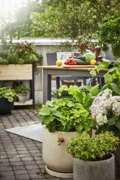 Potte Nova - Ø46 Cm, Beige -Potteplante Salgsbutikk 2403475 GYO Stawberries Joel lingonberry Cultura 1