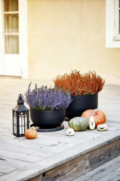 Skål Nova - Ø44 Cm, Svart 9 Skål Nova - Ø44 Cm, Svart -Potteplante Salgsbutikk 2403932 401126101048220Coloured20Caluna20202018 a bb