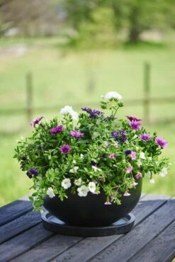 Skål Nova - Ø44 Cm, Svart 10 Skål Nova - Ø44 Cm, Svart -Potteplante Salgsbutikk 2403932 osteospermum 511275 verbena pelargonium 510837 calibrachoa 510135 510615