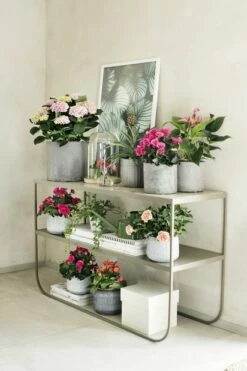 Potte Jane - Ø10 Cm, Grå -Potteplante Salgsbutikk 2410206 190618 Plantagen31473 1 1