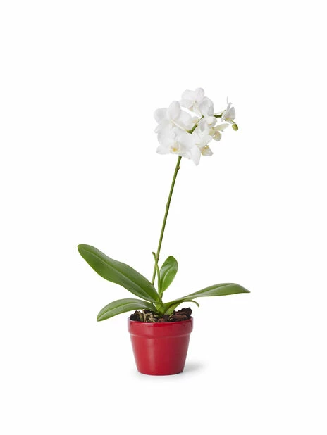 Minipotte Lena - Ø7 Cm, Rød 2 Minipotte Lena - Ø7 Cm, Rød - Bilde 2