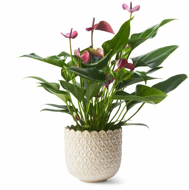 Potte Victoria - Ø15 Cm, Offwhite 2 Potte Victoria - Ø15 Cm, Offwhite - Bilde 2