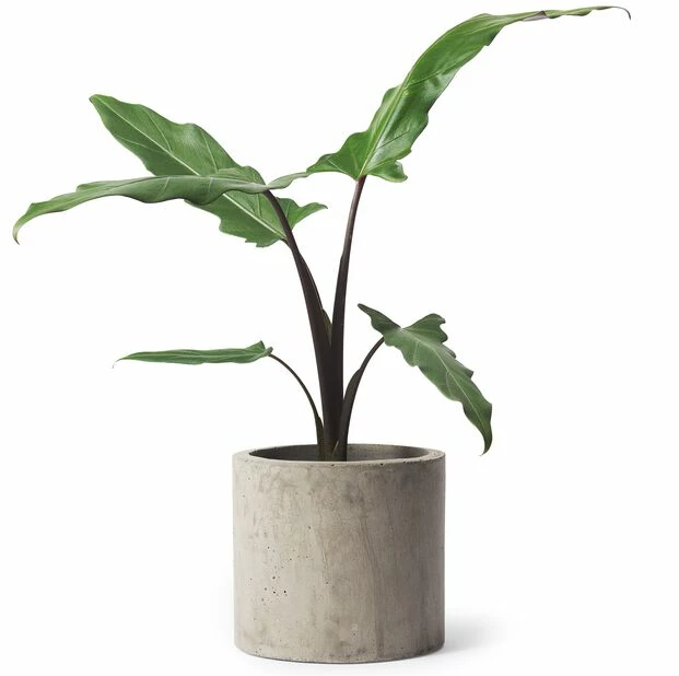 Potte Roy - Ø21,5 Cm, Grå 2 Potte Roy - Ø21,5 Cm, Grå - Bilde 2