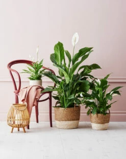 Potte Victoria - Ø15 Cm, Offwhite 7 Potte Victoria - Ø15 Cm, Offwhite -Potteplante Salgsbutikk 2431126 191107 Plantagen SP1 XLFredskalla Portrait LOW3