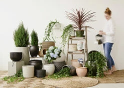 Potte Rio - Ø33 Cm, Grønn -Potteplante Salgsbutikk 2432734 200129 Plantagen Utekrukor20Liggande low4 4