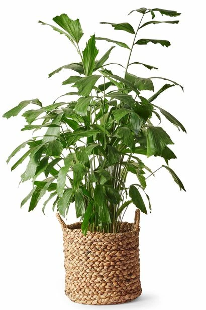 Kurv Alex - Ø35 Cm, Beige 2 Kurv Alex - Ø35 Cm, Beige - Bilde 2