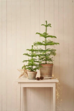 Potte Vintage - Ø16 Cm, Terrakotta -Potteplante Salgsbutikk 2437241 stilleben rumsgran fix 1