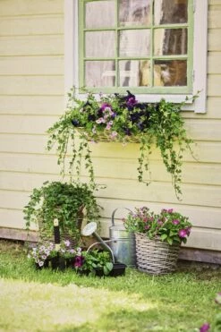 Kurv Edith - Ø28 Cm, Grå 5 Kurv Edith - Ø28 Cm, Grå -Potteplante Salgsbutikk 510127 Petunia 510086 Calibrachoa 6 pack murgona hedera