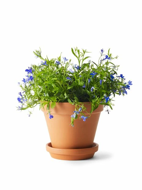 Fat Leire - Ø13,5 Cm, Terrakotta 2 Fat Leire - Ø13,5 Cm, Terrakotta - Bilde 2